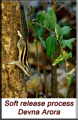 Devna Arora - Indian palm squirrel - soft release process